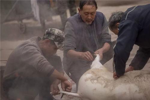 热门爆料杀年猪视频下载,热门爆料背后的真实下载过程  第2张